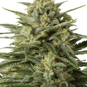 Close-up of a flowering White Widow Strain Feminized Seeds plant, showcasing its dense bud structure and resinous trichomes. Perfect for cultivators and enthusiasts alike.