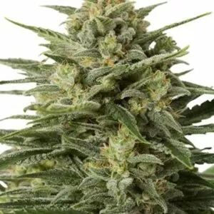 Close-up of a flowering White Widow Strain Feminized Seeds plant, showcasing its dense bud structure and resinous trichomes. Perfect for cultivators and enthusiasts alike.