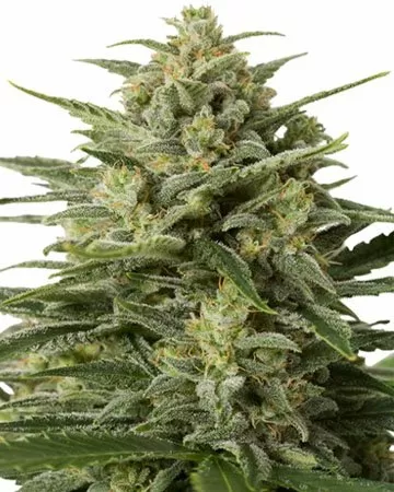 White Widow feminized seeds