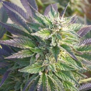 Blueberry 1:16 Cbd Seeds