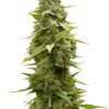 Close-up of a mature cannabis bud, ideal for cultivating with $100 OG Strain Feminized Seeds. Premium quality genetics for optimal growth and yield.