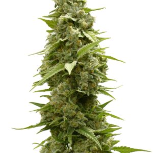 Close-up of a mature cannabis bud, ideal for cultivating with $100 OG Strain Feminized Seeds. Premium quality genetics for optimal growth and yield.