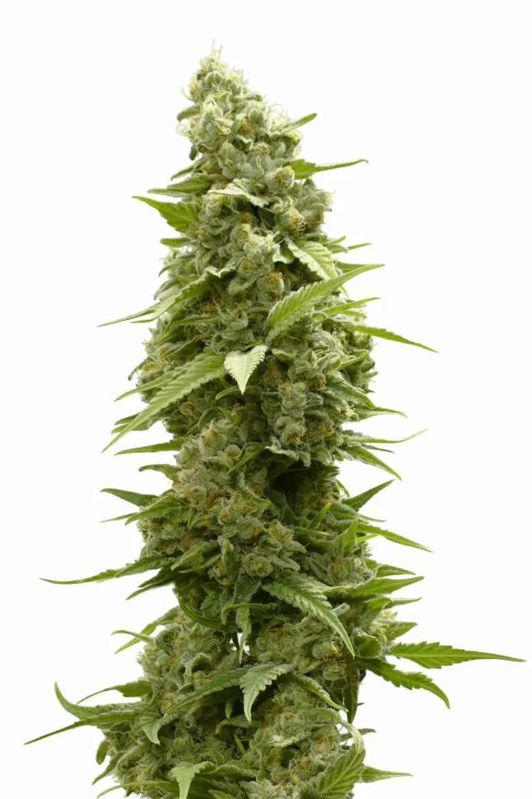 $100 OG feminized seeds