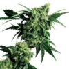 Close-up showcasing the dense buds and vibrant green leaves of a mature Candy Kush Autoflower strain. Ideal for representing Candy Kush Autoflower Strain Seeds.