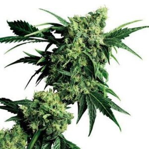 Close-up showcasing the dense buds and vibrant green leaves of a mature Candy Kush Autoflower strain. Ideal for representing Candy Kush Autoflower Strain Seeds.