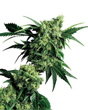 Candy Kush Autoflower Strain Seeds Close-Up Showcasing The Dense Buds And Vibrant Green Leaves Of A Mature Candy Kush Autoflower Strain. Ideal For Representing Candy Kush Autoflower Strain Seeds.