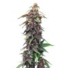 Close-up of a mature Death Star Strain Feminized Seeds plant with vibrant purple buds and green leaves. Premium cannabis genetics for connoisseurs and growers.