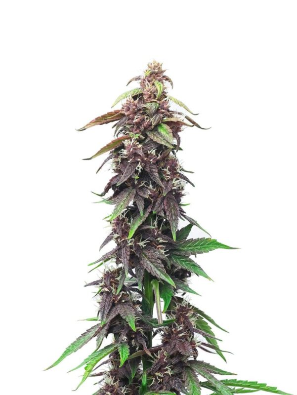 Death Star Strain Review: Genetics, Effects &Amp; Grow Guide Close-Up Of A Mature Death Star Strain Feminized Seeds Plant With Vibrant Purple Buds And Green Leaves. Premium Cannabis Genetics For Connoisseurs And Growers.