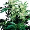 Close-up image of a thriving cannabis plant, showcasing the lush growth potential of Durban Poison Strain Feminized Seeds.