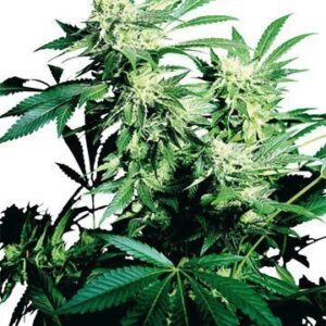 Close-up image of a thriving cannabis plant, showcasing the lush growth potential of Durban Poison Strain Feminized Seeds.