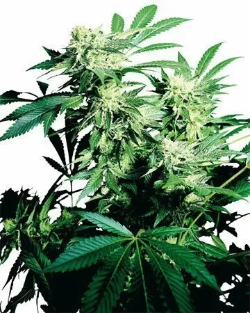 Durban Poison feminized seeds