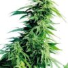 Close-up of a mature cannabis plant cultivated from Kush XL Strain Feminized Seeds. View the robust growth and flowering of this premium genetics strain.