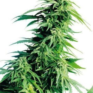 Close-up of a mature cannabis plant cultivated from Kush XL Strain Feminized Seeds. View the robust growth and flowering of this premium genetics strain.