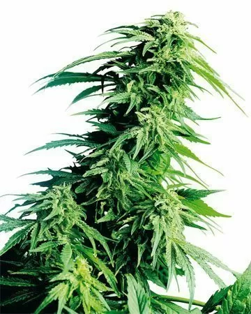 Kush XL autoflower seeds