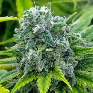 Close-up showcasing the trichome-rich bud of the Maui Wowie Strain Feminized Seeds. Buy your seeds and experience the potent and flavorful Hawaiian classic.