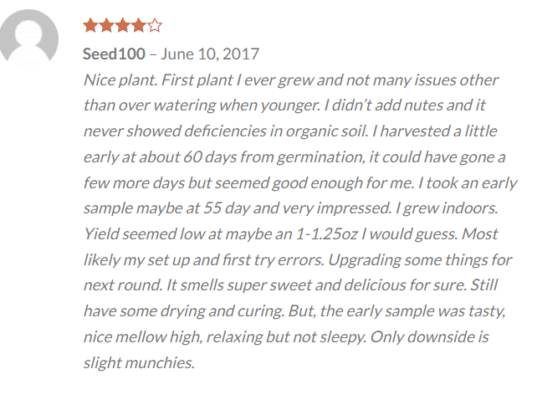 Where To Buy Marijuana Seeds Where To Buy Marijuana Seeds