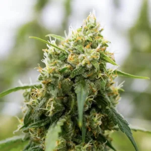 Close-Up Of A Mature Cannabis Bud, Highlighting The Quality Of Xj-13 Strain Feminized Seeds. Showcase Of Trichome Coverage And Vibrant Colors, Ideal For Cultivation Projects.