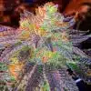 Zkittlez Autoflower seeds
