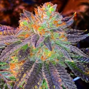 Zkittlez Autoflower Seeds
