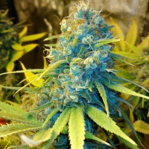 Close-up of a mature cannabis flower, showcasing the trichomes and vibrant colors of 13 Dawgs Strain Feminized Seeds. Perfect for cultivation.