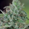 Close-up of a mature Strawberry Strain CBD Seeds bud, showcasing the dense trichome coverage and vibrant green leaves. Premium cannabis seeds for sale.