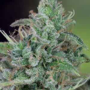 Close-Up Of A Mature Strawberry Strain Cbd Seeds Bud, Showcasing The Dense Trichome Coverage And Vibrant Green Leaves. Premium Cannabis Seeds For Sale.