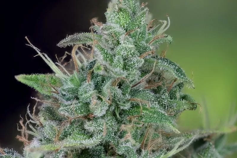 Ratio 1:30 Strain Cbd Seeds Close-Up Of A Mature Strawberry Strain Cbd Seeds Bud, Showcasing The Dense Trichome Coverage And Vibrant Green Leaves. Premium Cannabis Seeds For Sale.
