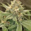 Close-up image of a mature 3 Kings Strain Feminized Seeds plant, showcasing its frosty buds and vibrant green leaves. The picture highlights the plant's trichome coverage.
