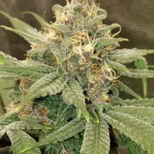 Close-up image of a mature 3 Kings Strain Feminized Seeds plant, showcasing its frosty buds and vibrant green leaves. The picture highlights the plant's trichome coverage.