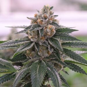 Close-up of a frosty 303 OG Strain Feminized Seeds bud, showcasing its trichome-covered leaves and dense flower structure. Perfect for cannabis cultivation.