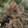 Close-up showcasing the dense, trichome-covered bud of the 501st OG Strain Feminized Seeds. A top-quality choice for discerning growers.