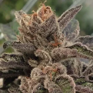 Close-up showcasing the dense, trichome-covered bud of the 501st OG Strain Feminized Seeds. A top-quality choice for discerning growers.