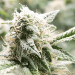 Close-up image showcasing the frosty buds of the 5th Element Strain Feminized Seeds. A top-quality cannabis strain known for its potent effects and unique terpene profile.