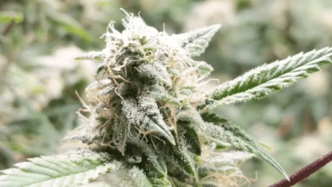 5th Element feminized seeds