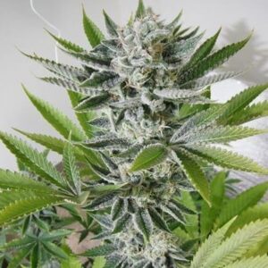 Close-up of a flowering cannabis plant grown from 98 Aloha White Widow Strain Feminized Seeds, showing trichome-covered buds and vibrant green leaves.