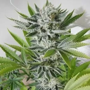 Close-up of a flowering cannabis plant grown from 98 Aloha White Widow Strain Feminized Seeds, showing trichome-covered buds and vibrant green leaves.