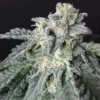 Close-up of a mature A-10 Strain Feminized seed cannabis flower, heavily frosted with trichomes. Premium quality cannabis for sale.