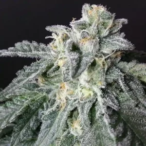 Close-up of a mature A-10 Strain Feminized seed cannabis flower, heavily frosted with trichomes. Premium quality cannabis for sale.