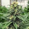 Close-up of a vibrant, healthy ACDC strain plant, showcasing the quality genetics of our ACDC Strain CBD seeds. Ideal for growers.