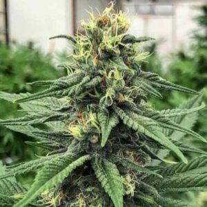 Close-Up Of A Vibrant, Healthy Acdc Strain Plant, Showcasing The Quality Genetics Of Our Acdc Strain Cbd Seeds. Ideal For Growers.