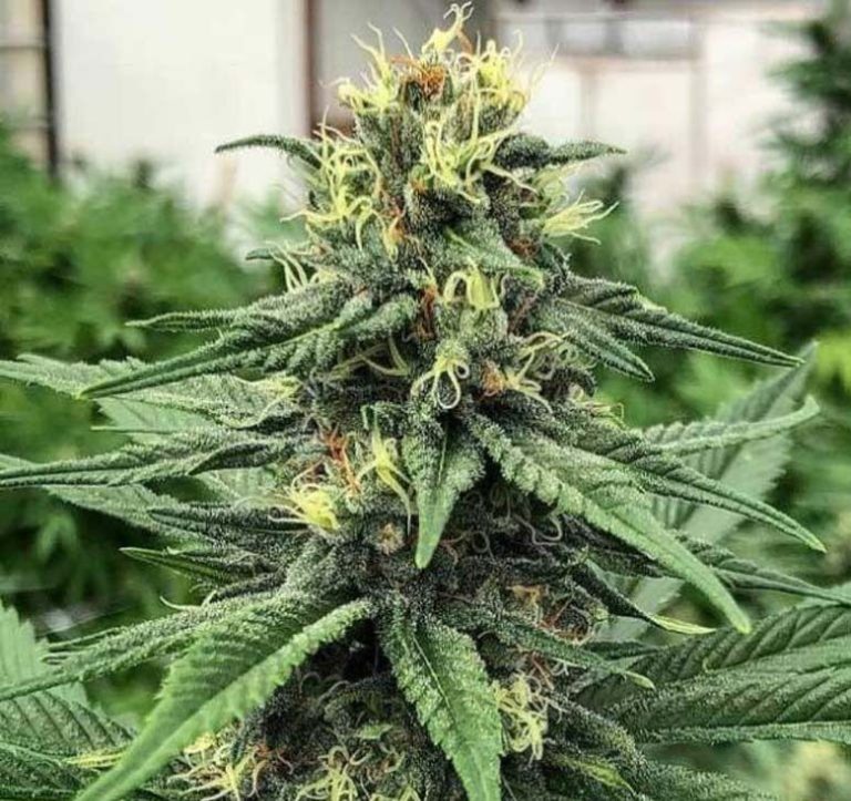Acdc Strain Cbd Seeds Close-Up Of A Vibrant, Healthy Acdc Strain Plant, Showcasing The Quality Genetics Of Our Acdc Strain Cbd Seeds. Ideal For Growers.