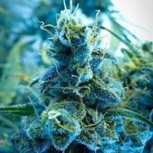 Close-up of a frosted bud showcasing the quality of Blue Dream Strain Feminized Seeds. Premium cannabis genetics for superior yields and potency.