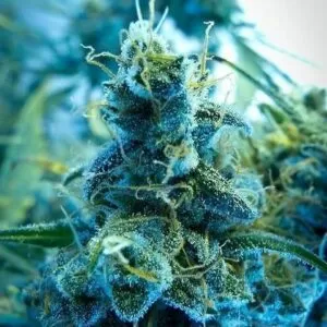 Close-Up Of A Frosted Bud Showcasing The Quality Of Blue Dream Strain Feminized Seeds. Premium Cannabis Genetics For Superior Yields And Potency.