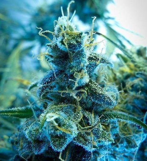Blue Dream Strain Feminized Seeds Close-Up Of A Frosted Bud Showcasing The Quality Of Blue Dream Strain Feminized Seeds. Premium Cannabis Genetics For Superior Yields And Potency.