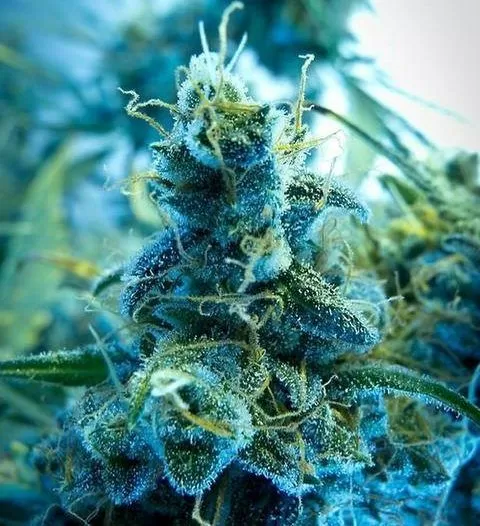 Blue Dream feminized seeds