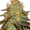 Close-up image showcasing the trichome-rich bud of the Bruce Banner Strain Feminized Seeds. High-quality cannabis for cultivation.