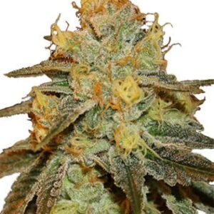 Close-up image showcasing the trichome-rich bud of the Bruce Banner Strain Feminized Seeds. High-quality cannabis for cultivation.
