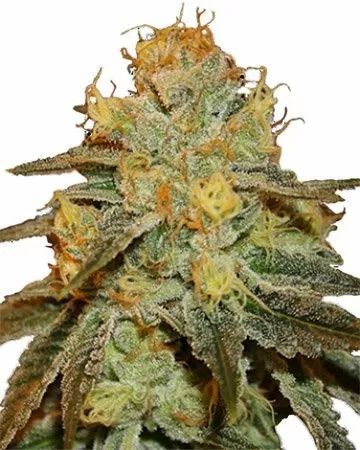 Bruce Banner feminized seeds