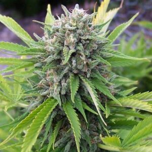 Close-up of a mature Bubble Gum Strain Feminized Seeds plant bud, showcasing its dense trichomes and vibrant green leaves. This strain is known for its sweet and fruity aroma.