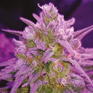 Close-up of a vibrant Critical Purple Strain Feminized Seeds bud, showcasing its unique purple coloration and dense trichome coverage. Order your seeds today!
